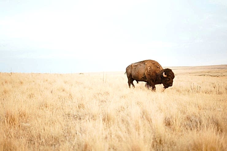 Image for How bison ‘reawakened’ the world’s oldest national park