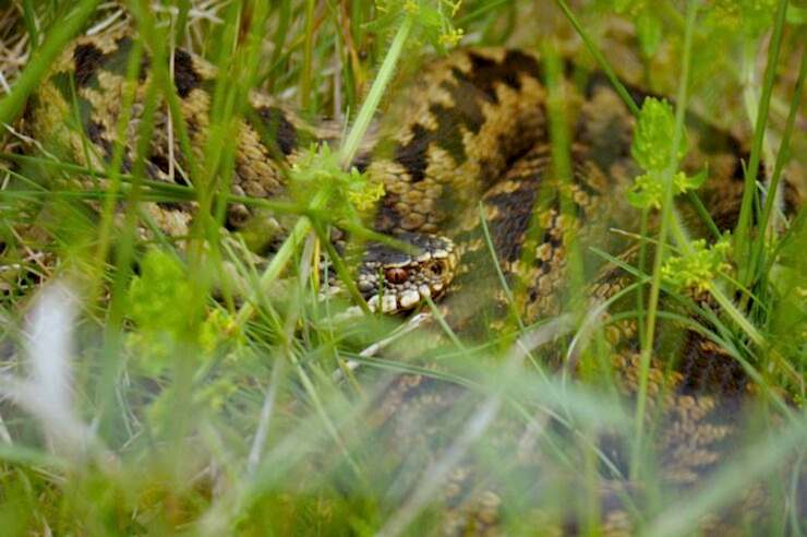 Image for How species spotting took hold of a rural community