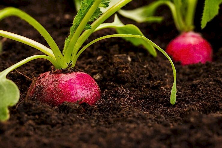 Image for The link between healthy soil and a healthy body