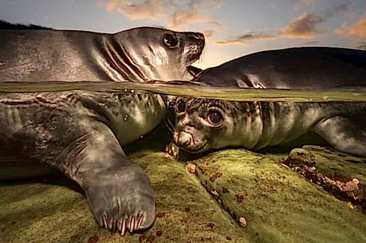 Image for Gallery: Underwater Photographer of the Year 2026
