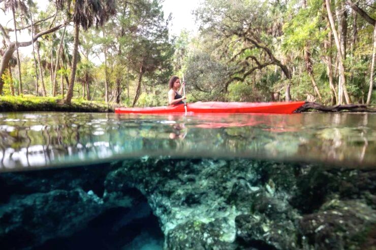 Image for What went right this week: a ‘turning point’ for mangroves, plus more