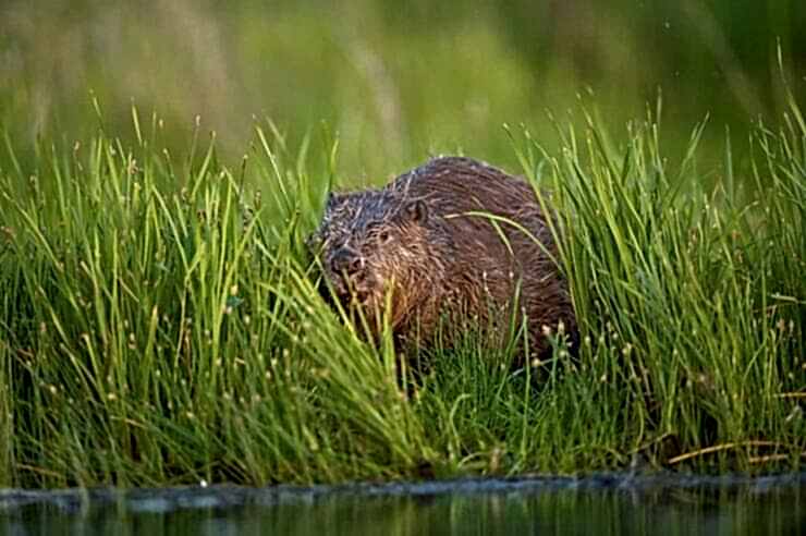Image for ‘Step aside, humans’: how beavers solved a flooding problem in west London