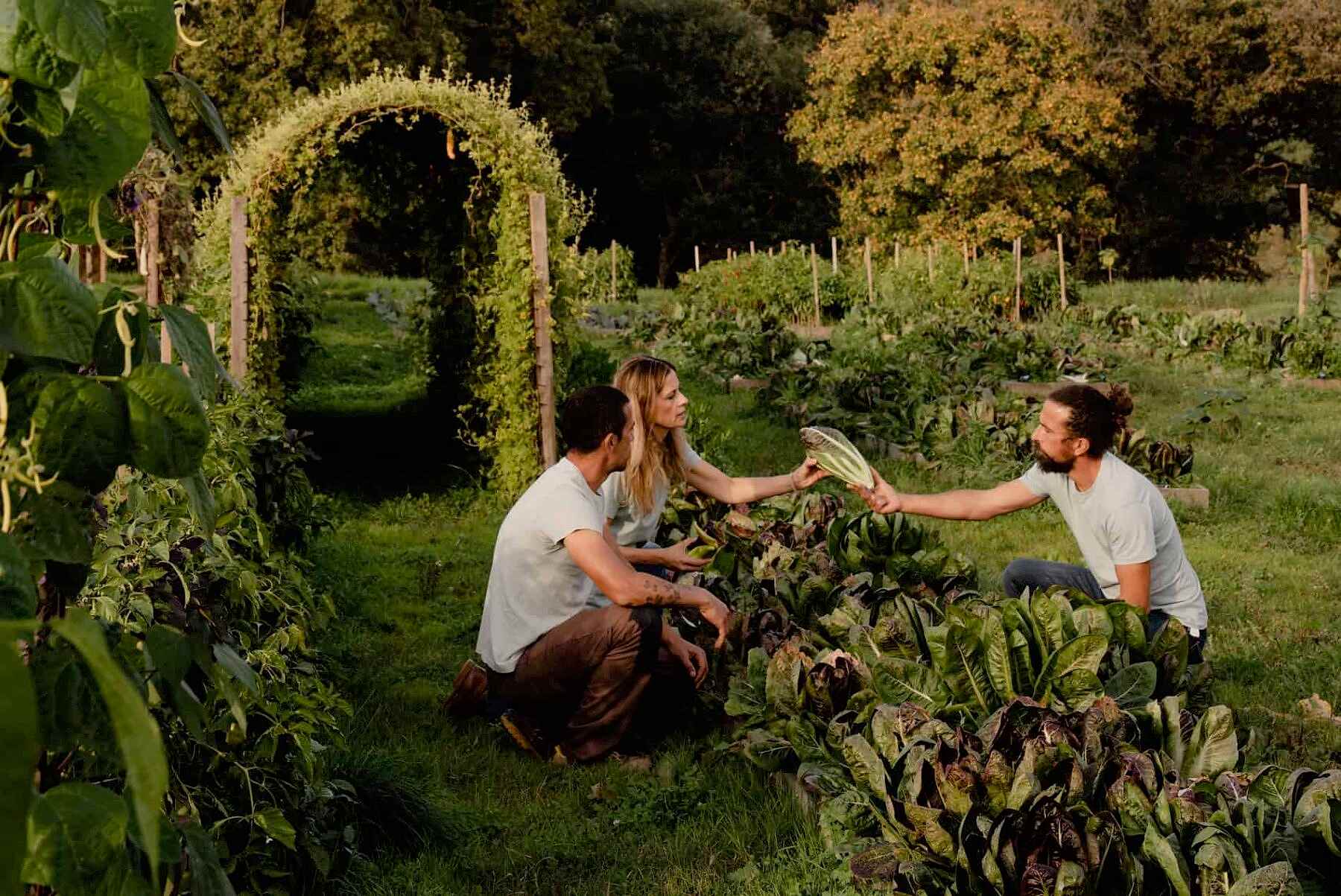 Image for ‘We like breaking the rules’: the radical farm that yields results