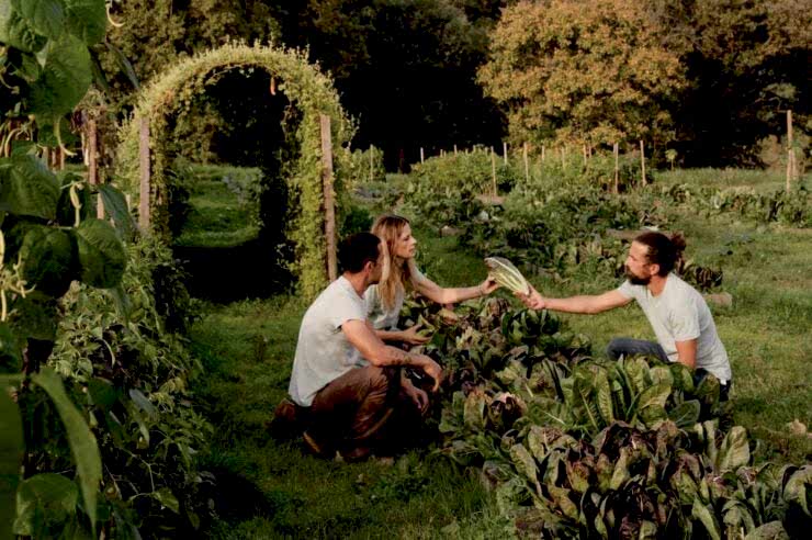 Image for ‘We like breaking the rules’: the radical farm that yields results