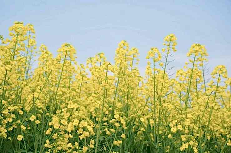 Image for Putting slugs on the map: farmers pioneer precision crop protection 
